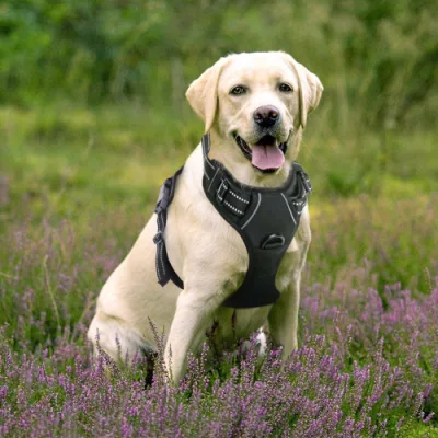 Harnais pour chien Harnais pour animal domestique sans traction Gilet pour animal de compagnie extérieur réglable 3 m Gilet réfléchissant en matériau Oxford pour chiens Contrôle facile pour petits, moyens et grands chiens